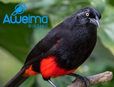 La opción de Aweima para los más apasionados en contemplar y capturar en una fotografía el colorido y la belleza de las aves abarca cuatro destinos de Colombia.